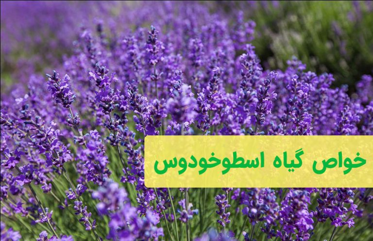 خواص اسطوخودوس
