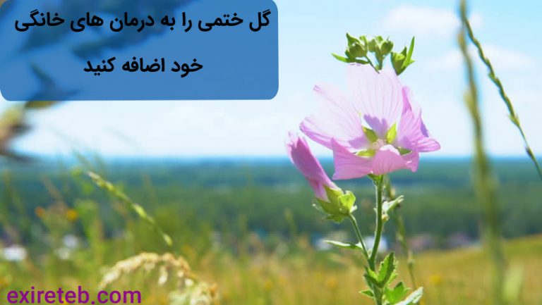 گل ختمی