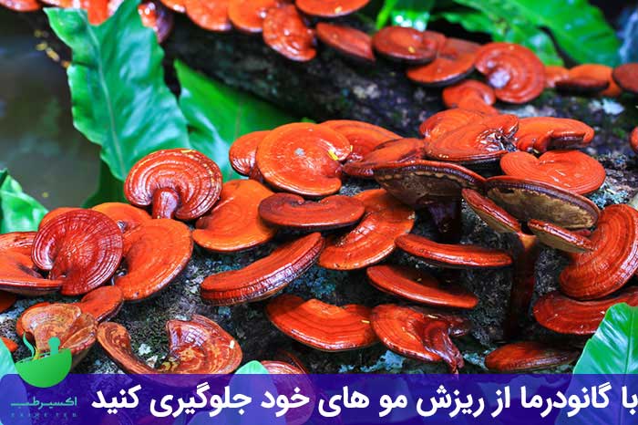 خواص گانودرما