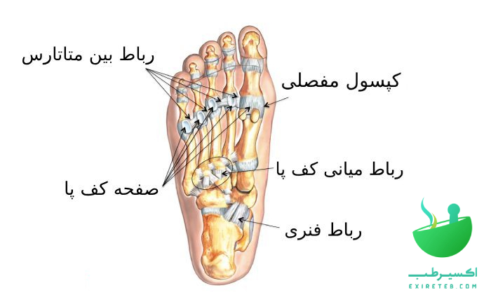 آناتومی کف پا