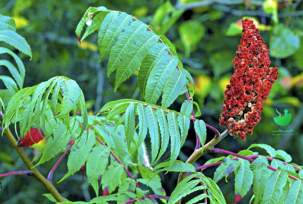 Antimicrobial properties of sumac
